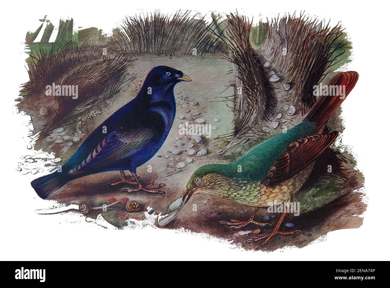 An early coloured illustration of Australian Satin Bower Bird (Ptilonorhynchus violaceus) in his bower trying to impress a female with his unusual courtship display. Satin bowerbirds  mimic other local species as part of their courtship display. Amazingly they show artistic talent and arrange objects in the bower in order  from smallest to largest, creating a  perspective view which appears to impress females more if successfully applied. Stock Photo
