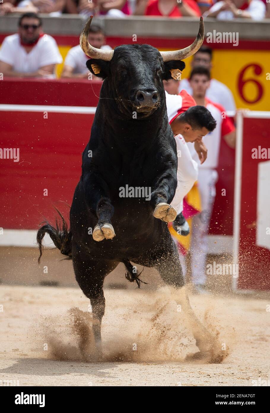 A ' recortador', or bull dogder, jumps over a bull while competing in the 'Concurso de recortadores' (Contest of Bull Dodgers) at the Pamplona bullring during the Sanfermines festivities in Pamplona, Spain, 13 July 2019. The recortadores leap over bulls as part of events taking place during the festival of San Fermin, locally known as Sanfermines, that is held annually from 06 to 14 July in commemoration of the city's patron saint. Hundreds of thousands of visitors from all over the world attend the fiesta. Many of them physically participate in the highlight event - the running of the bulls,  Stock Photo