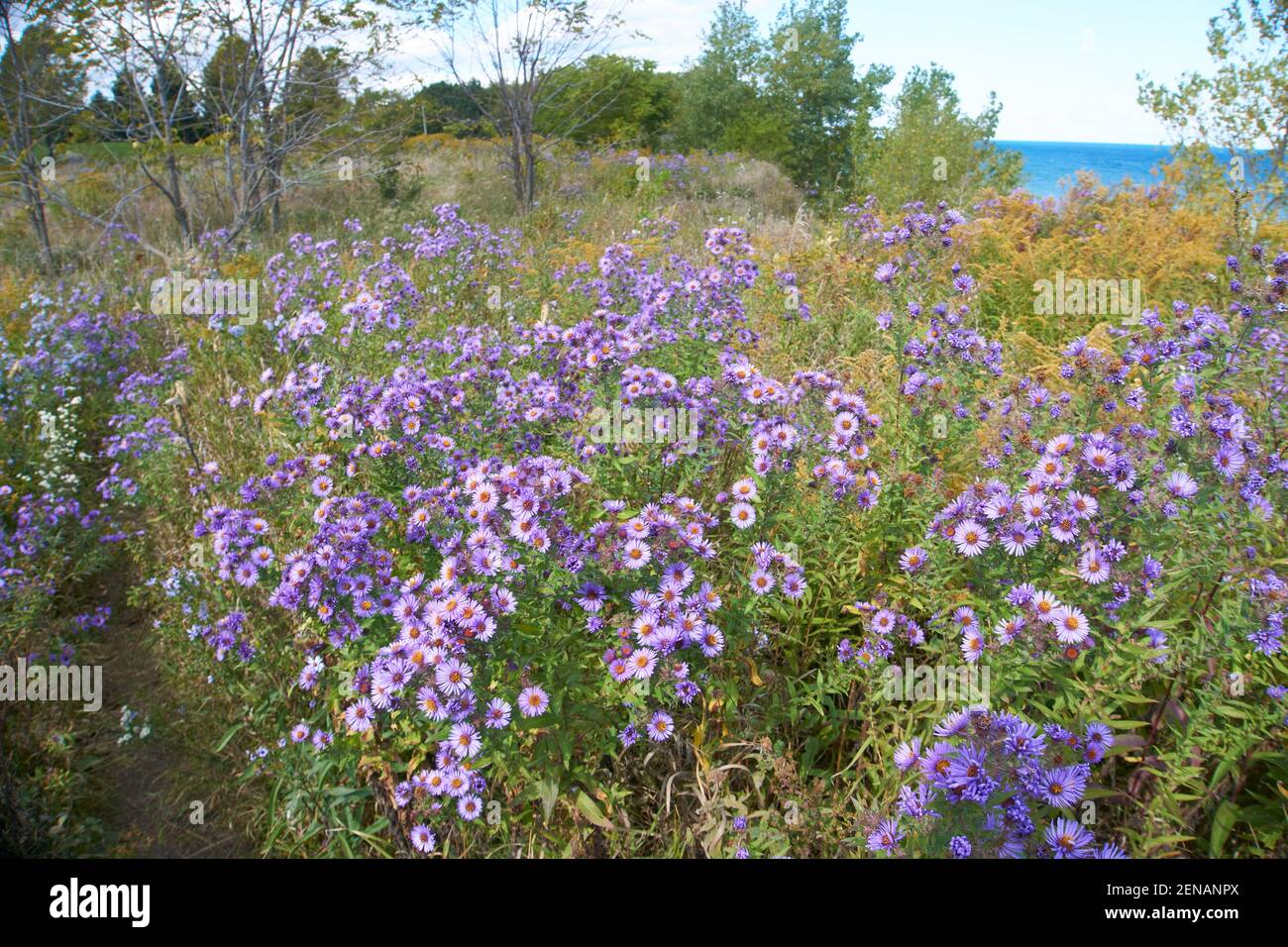 Purple wildflowers growing in a field Stock Photo - Alamy