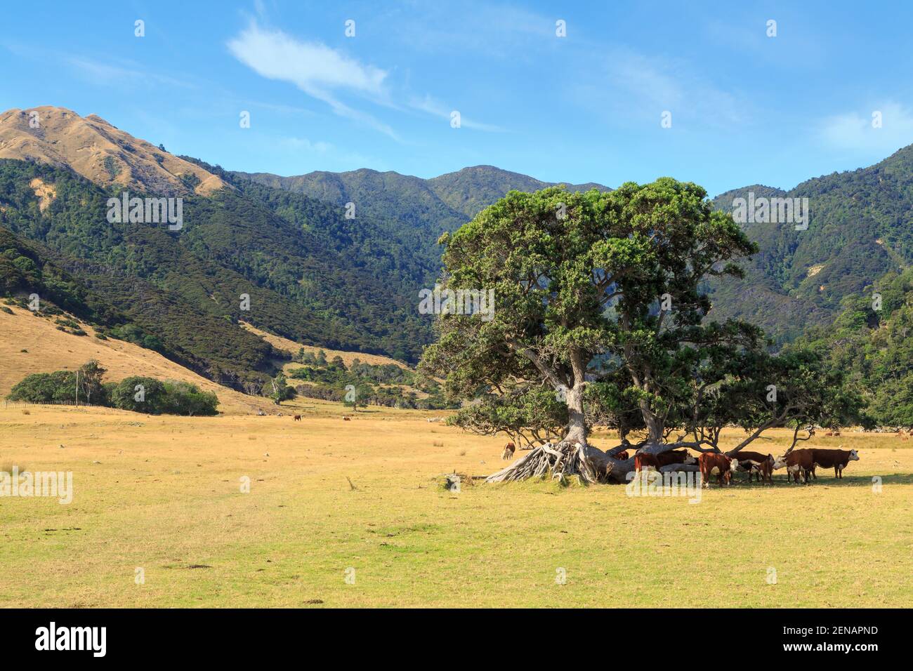 A cattle farm with cows relaxing in the shade of a tree. In the background is a forested mountain range. Coromandel Peninsula, New Zealand Stock Photo