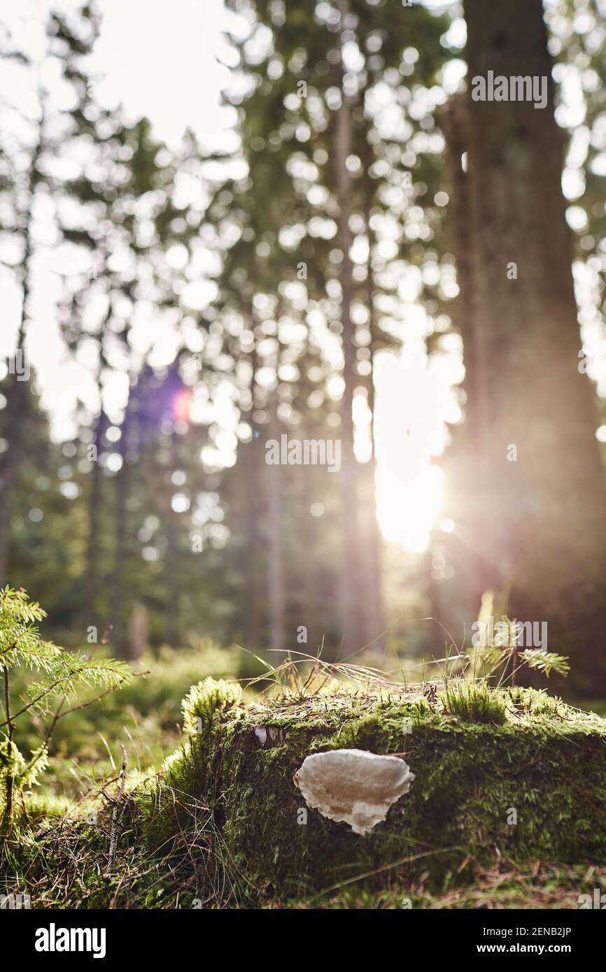 Closeup sunlight hi-res stock photography and images - Alamy