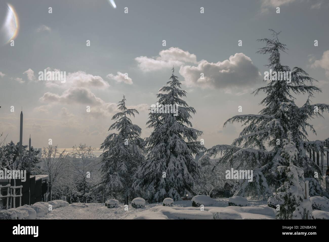 Snowy pine trees in the forest. Winter background photo. Snow covered ...