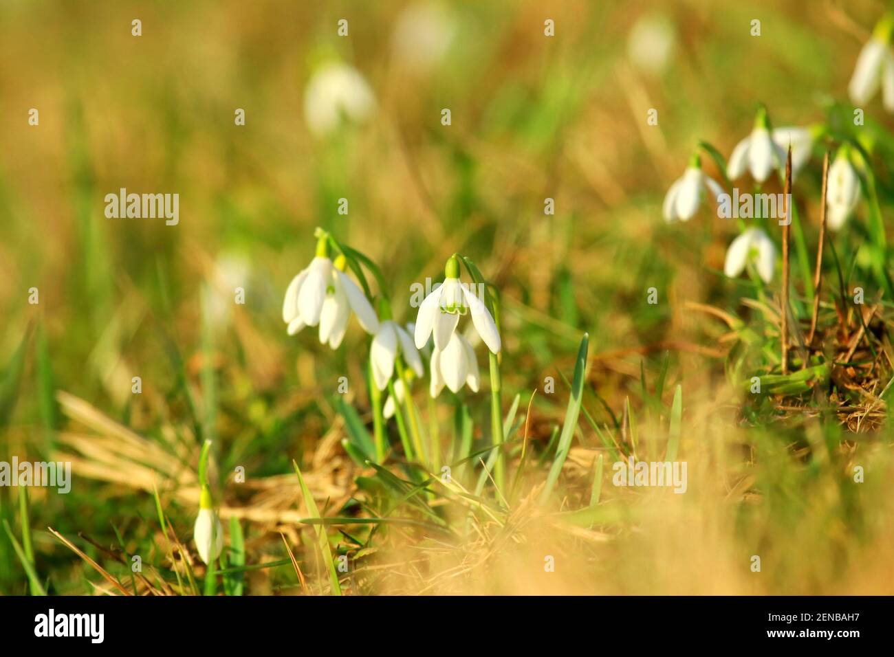 Snowdrops on meadow in springtime Stock Photo