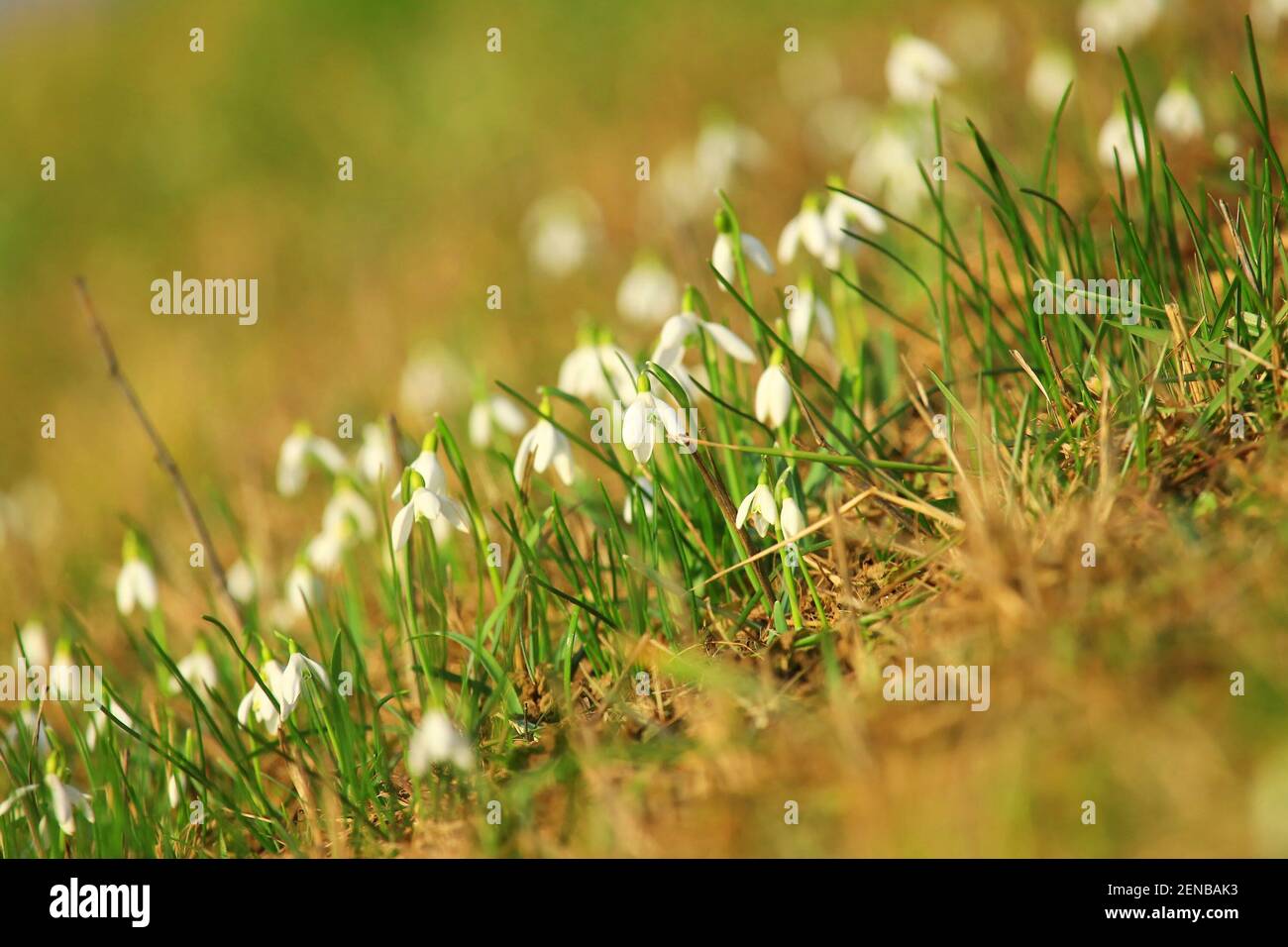 Snowdrops on meadow in springtime Stock Photo