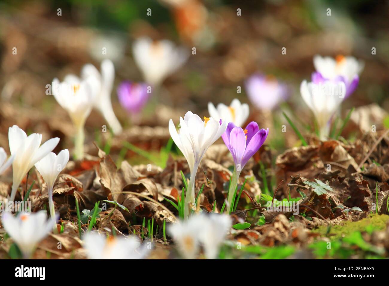 Crocus flowers, spring flowering plants on meadow Stock Photo