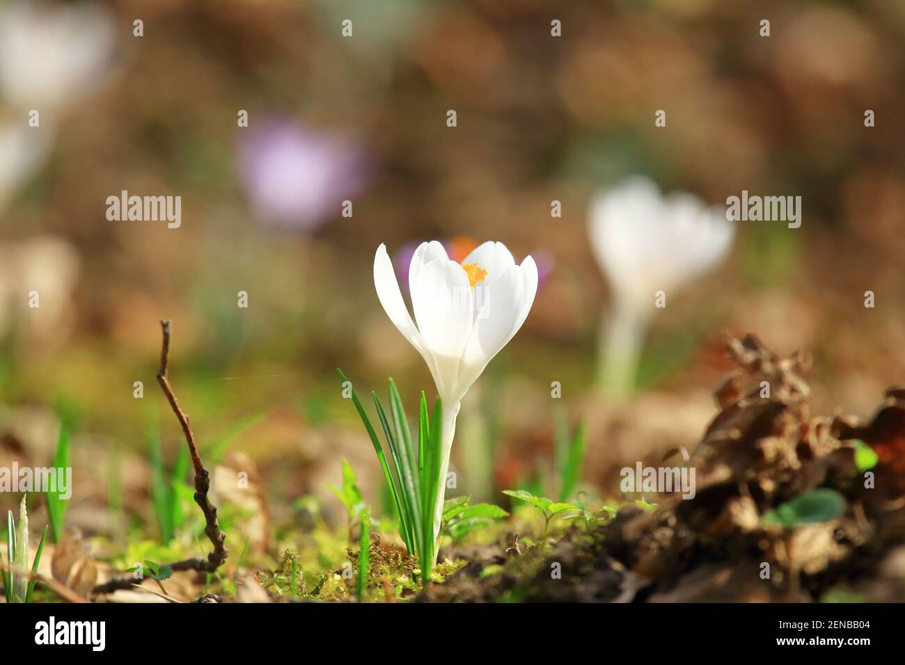 White crocus flowers, spring flowering plants on meadow Stock Photo