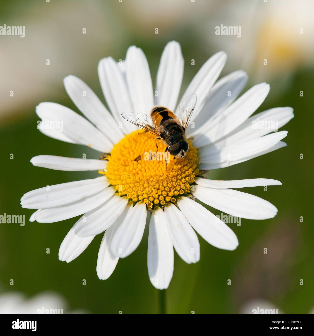 detail of fly sitting on white flower of common daisy Stock Photo