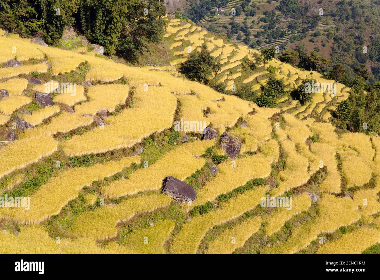 golden rice field in Nepal Stock Photo