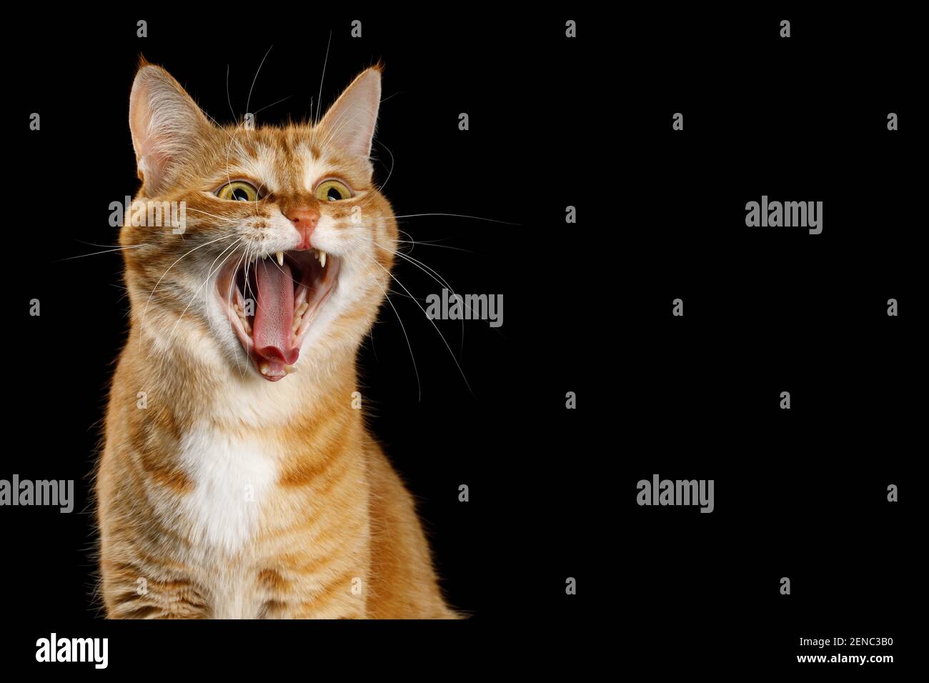 An Angry Cat With Its Mouth Open Background, Goofy Cat Pictures