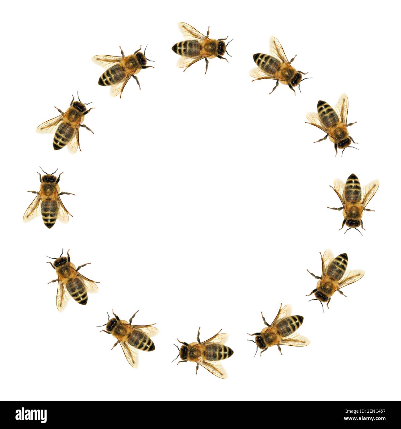 Group Of Bee Or Honeybee In The Circle In Latin Apis Mellifera group-of-bee-or-honeybee-in-the-circle-in-latin-apis-mellifera
