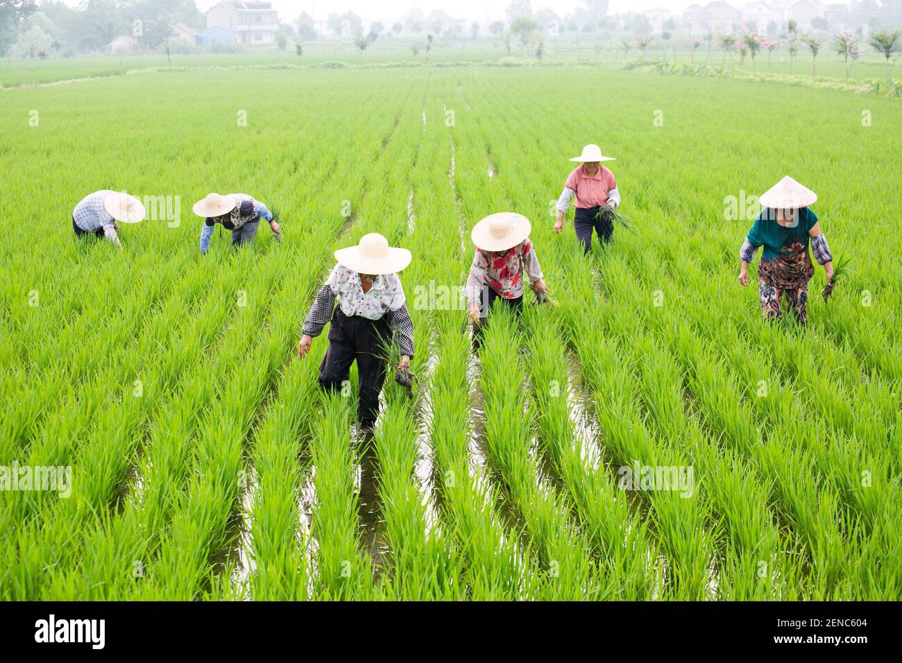 Jiangsu,CHINA-Members of agricultural land stock cooperative of Hexing village, Baipu town, Rugao city, Jiangsu province, conduct weeding and field management in the organic rice fields planted by the cooperative on July 24, 2019.In recent years, in the process of implementing targeted poverty alleviation, Hexing village has effectively solved the problems such as the difficulty in increasing farmers' income by adopting a new land transfer operation mode of 'land conversion to equity, farmers as shareholders, and income sharing'.(EDITORIAL USE ONLY. CHINA OUT) (Photo by /Sipa USA) Stock Photo