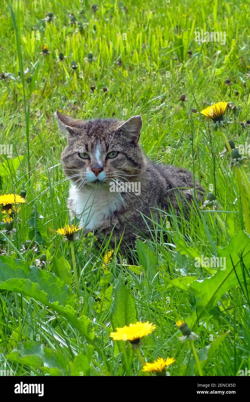 Misstrauische Katze, (suspicious cat), Stock Photo