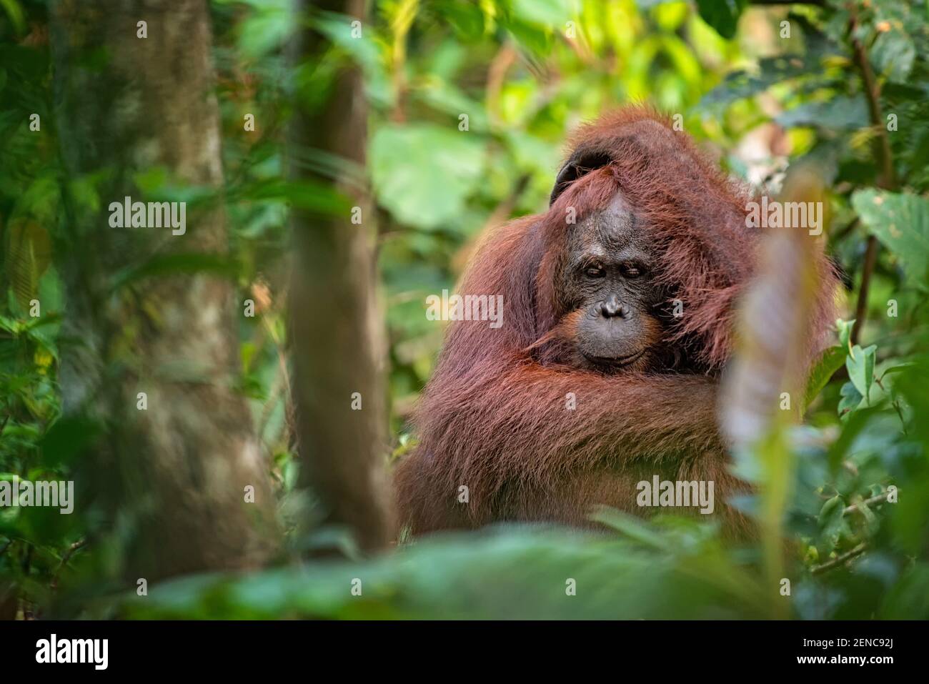 Orangutan Orang Utan In His Natural Environment In The Rainforest On Borneo Kalimantan Island With Trees And Palms Behind Stock Photo Alamy