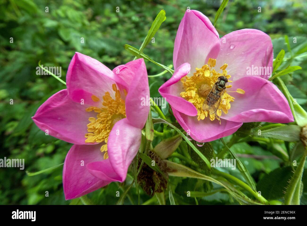 Hainschwebfliege auf Gebirgsrose, (Episyrphus balteatus), (Rosa pendulin), Stock Photo