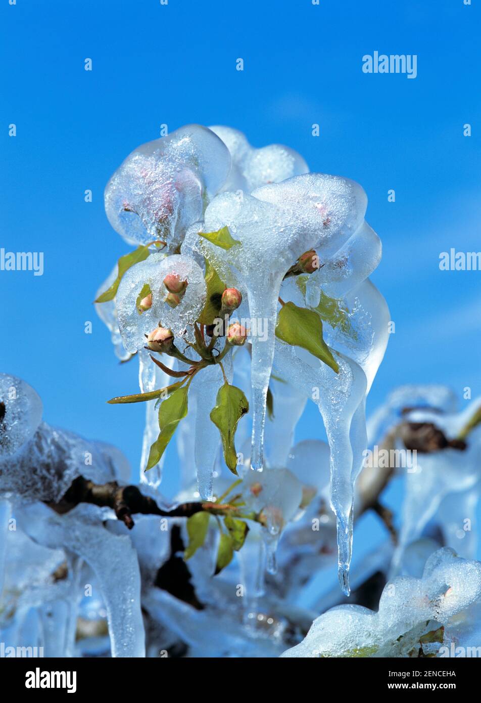 Vereiste Blueten eines Apfelbaumes Stock Photo