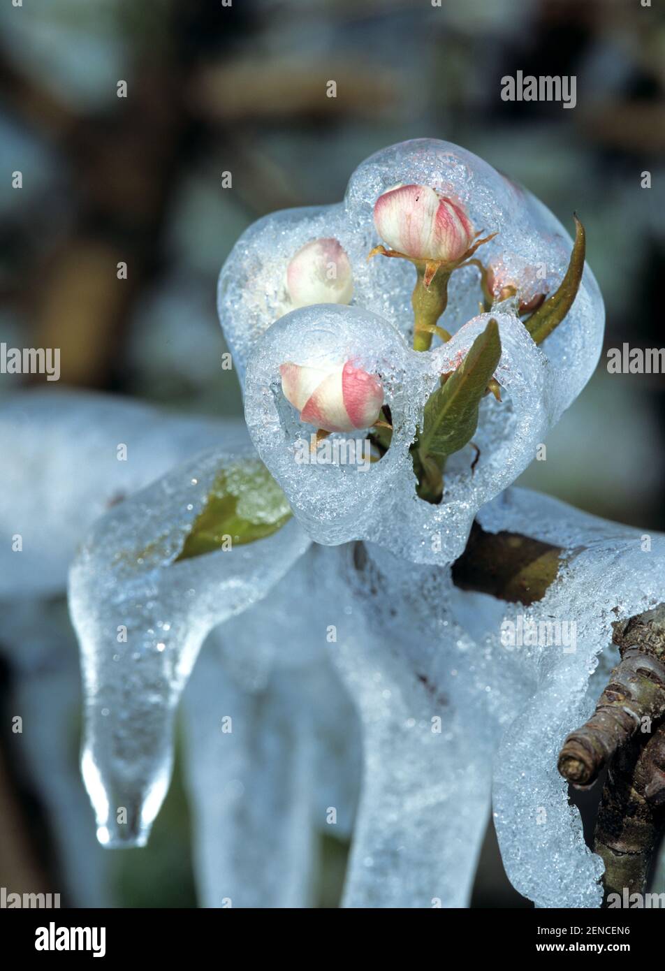 Vereiste Blueten eines Apfelbaumes Stock Photo
