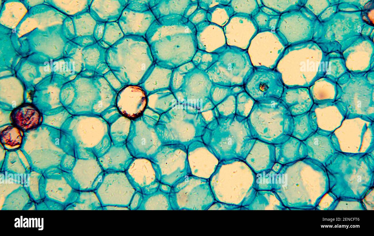 Images of biological cells under a microscope Stock Photo - Alamy