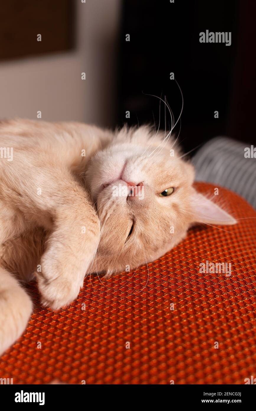 Photo of beautiful big cat laying on chair and sleeping Stock Photo Alamy