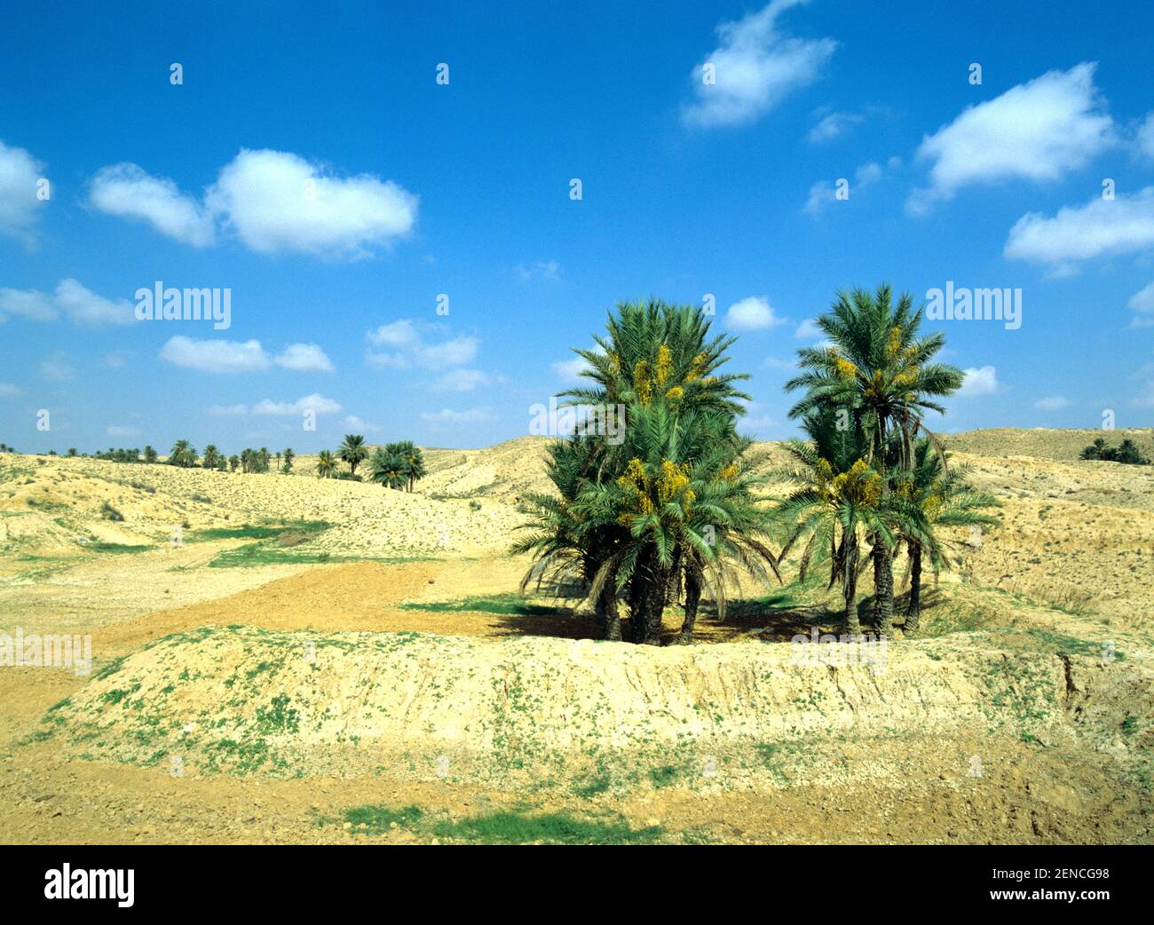 Sahara, Oase mit Dattelpalmen, Tunesien, Nordafrika Stock Photo