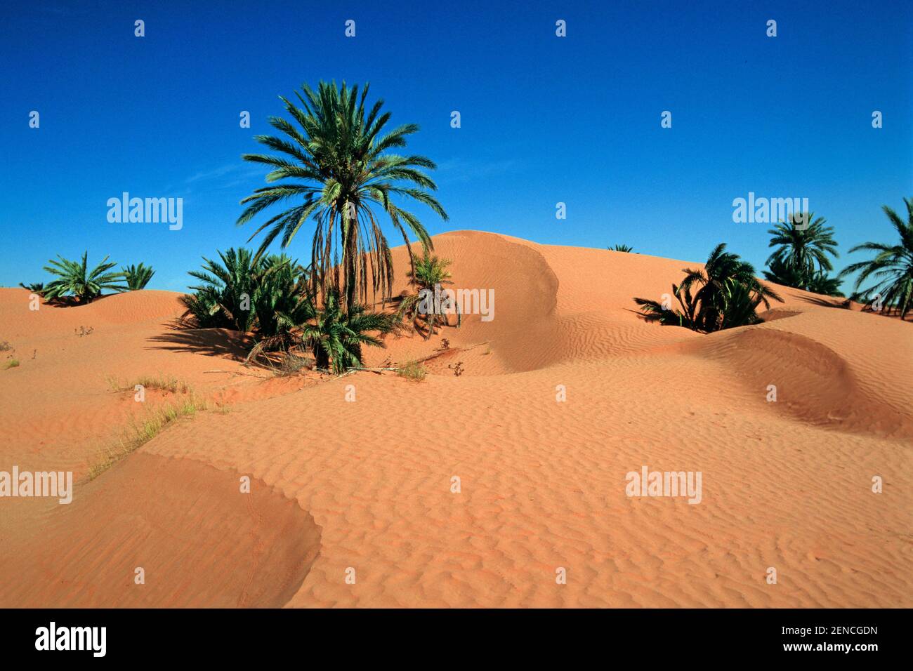 Sahara, Oase mit Dattelpalmen, Tunesien, Nordafrika Stock Photo