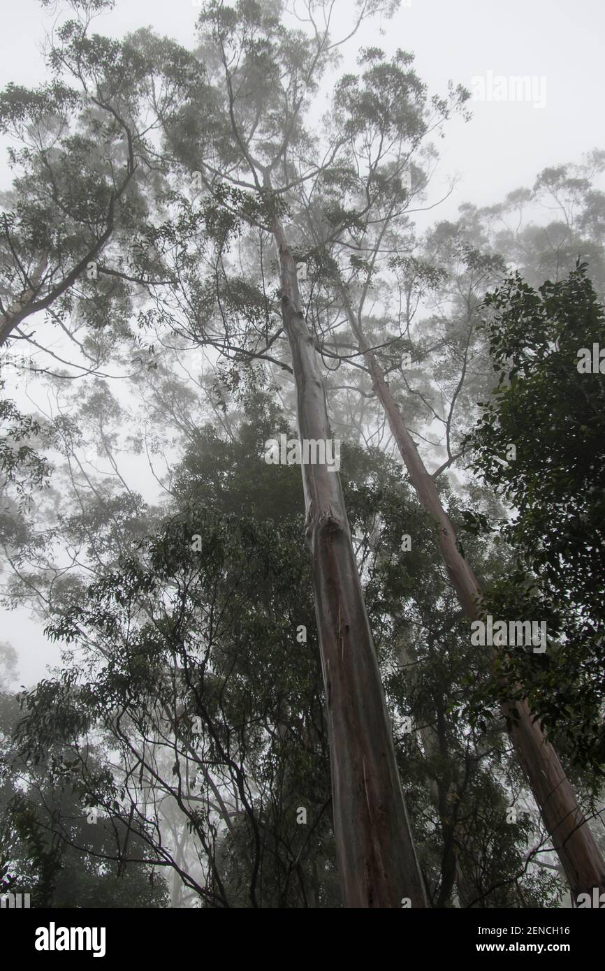 Tall gum trees (Eucalyptus grandis, flooded gum, rose gum) towering above the rainforest below. Misty and in the rain. Queensland, Australia. Stock Photo