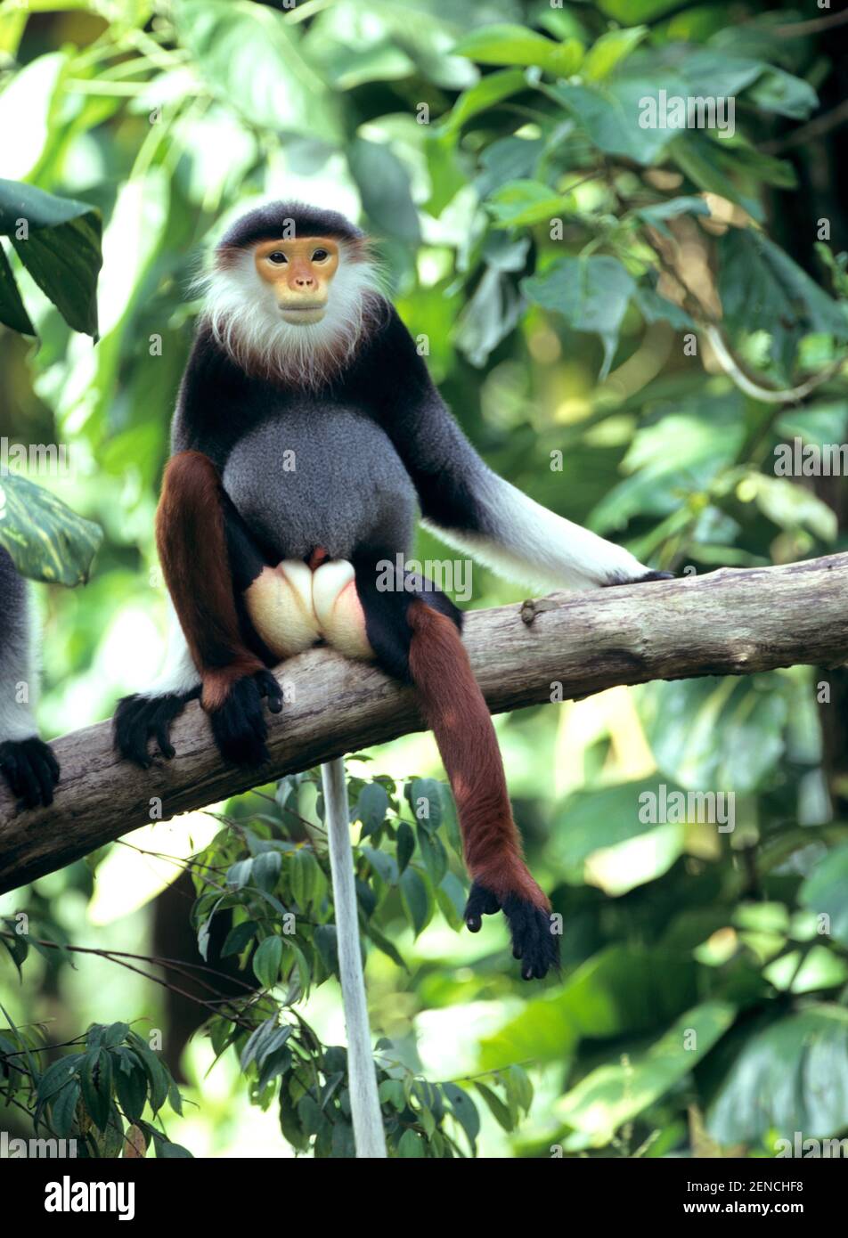 Kleideraffe, Douc Langur, (Pygathrix nemaeus) Stock Photo