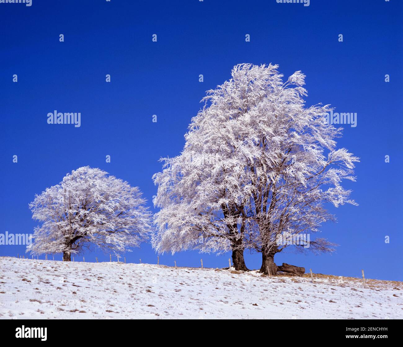 Buche im Winter, (Fagus Sylvatica Stock Photo Alamy