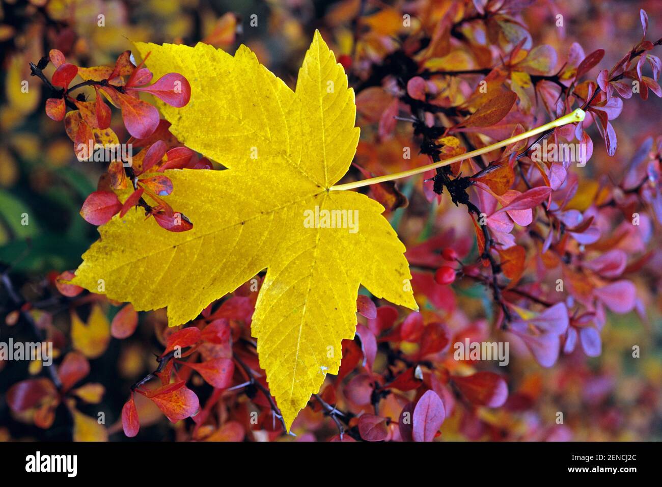 Einzelnes Blatt in Herbstfarben, Ahornblatt, Laub, Herbstlaub, Stock Photo