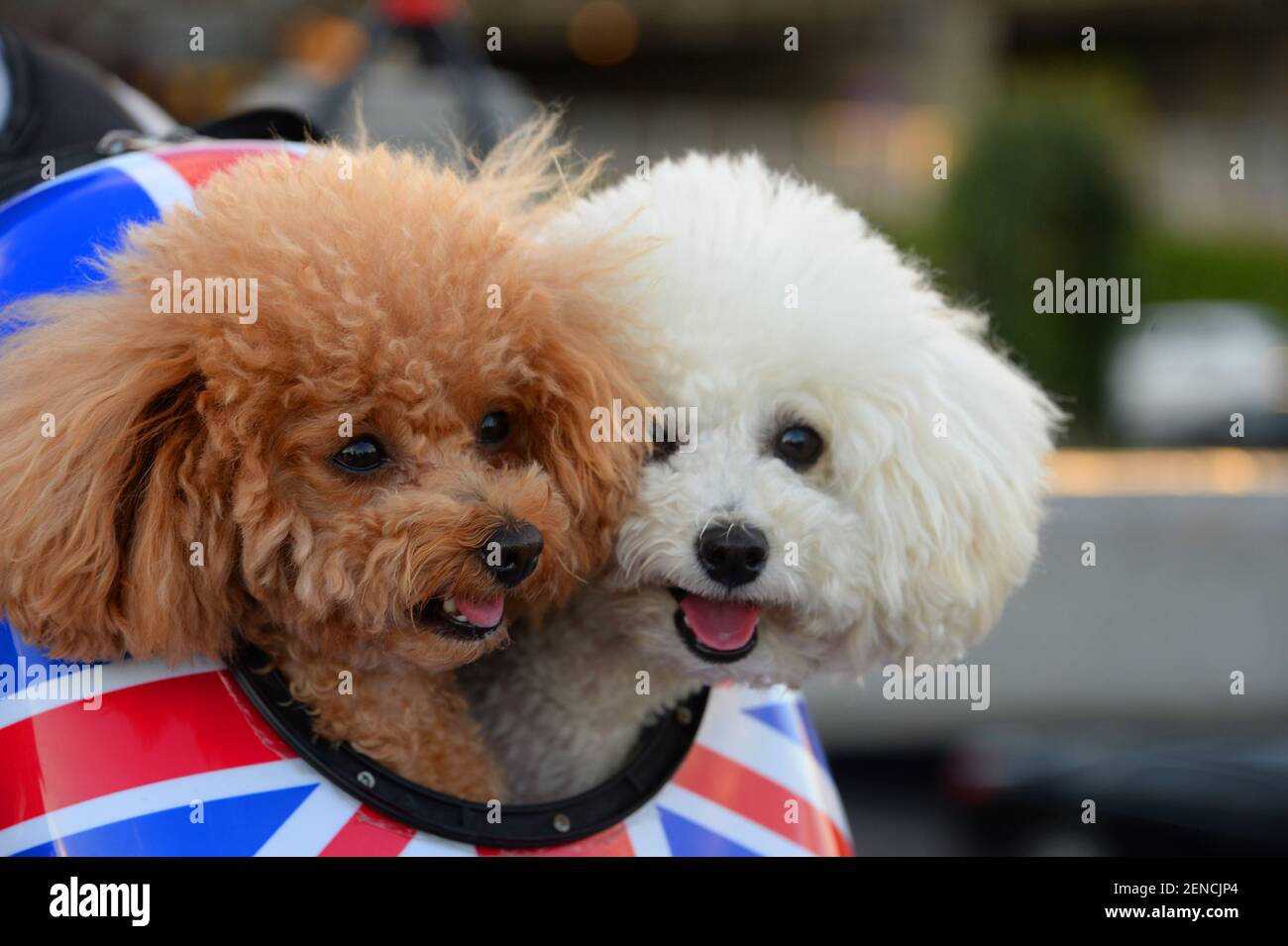 File A Tourist Carries His Pet Dogs On A Pet Kit As They Visit Beijing China 29 June 2019 The Number Of Chinese Households With Pets Hit 99 78 Million In 2018 With The
