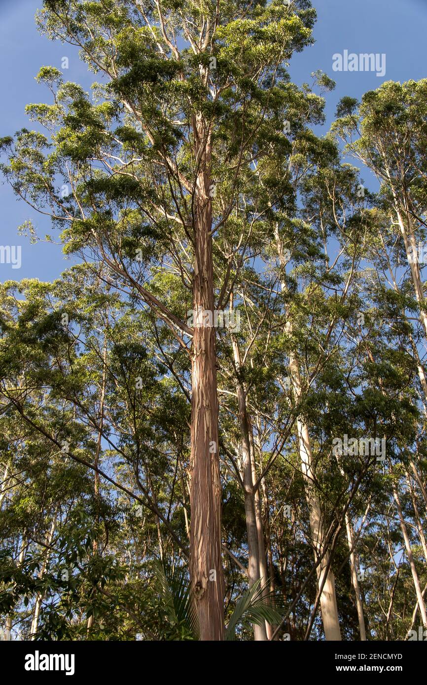 Tall gum trees (Eucalyptus grandis, flooded gum, rose gum) towering above the rainforest below., on a sunny day with blue sky. Queensland, Australia. Stock Photo
