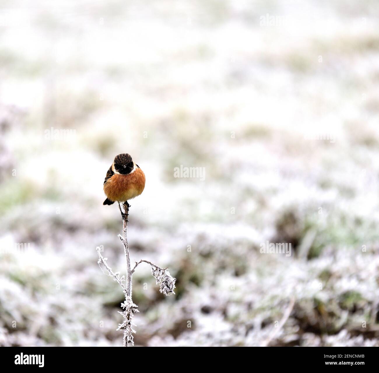 Common Stonechat Male Winter High Resolution Stock Photography and ...