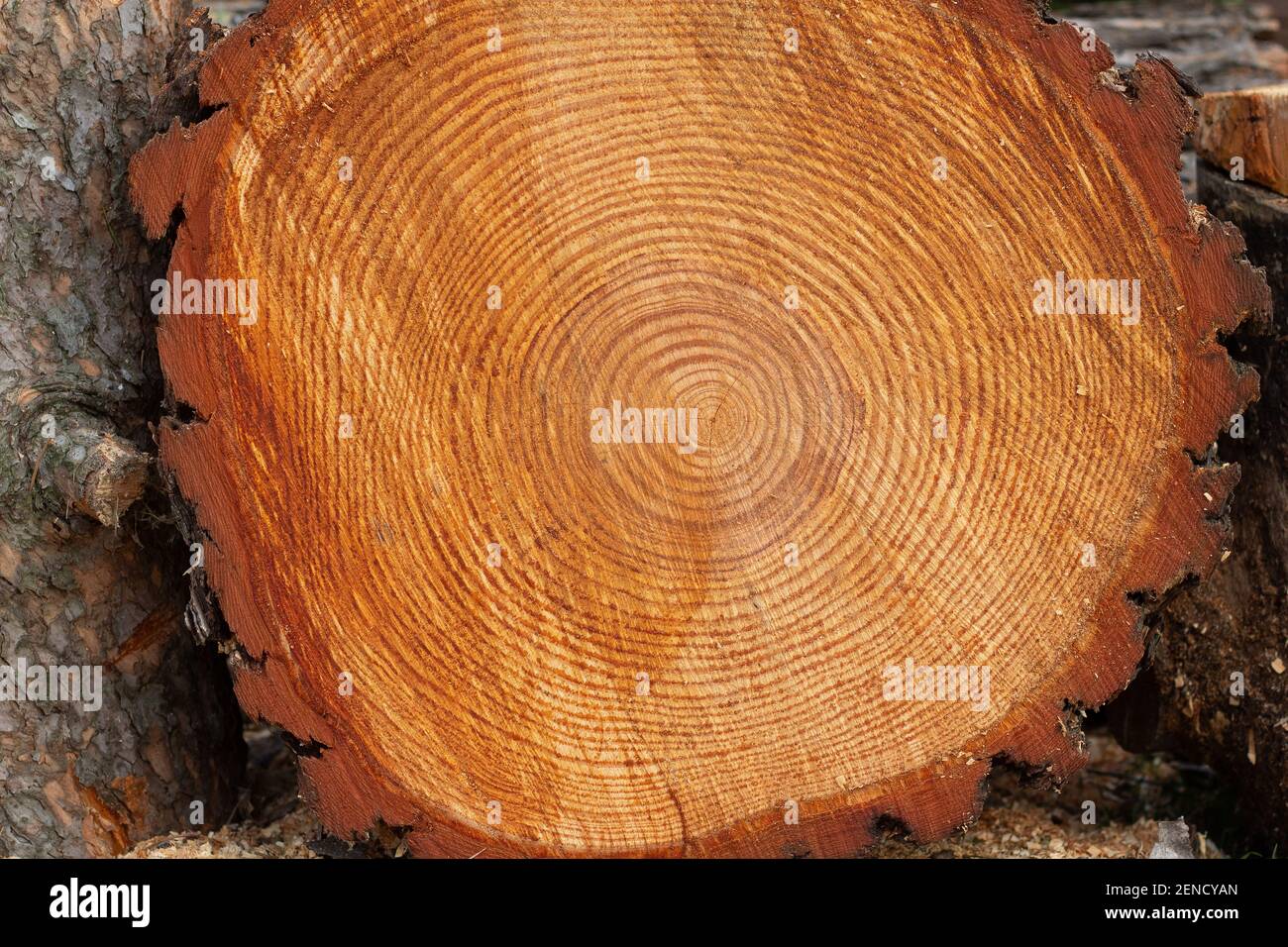 Tree Trunk Cross Cut Wood Texture Stock Image - Image of annual