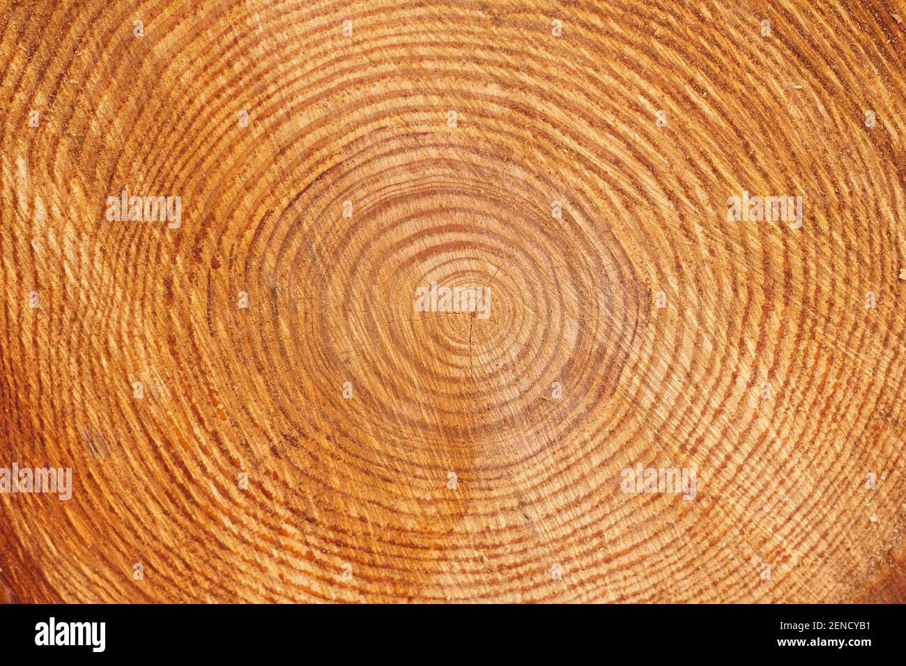 Tree Trunk Cross Cut Wood Texture Stock Image - Image of annual
