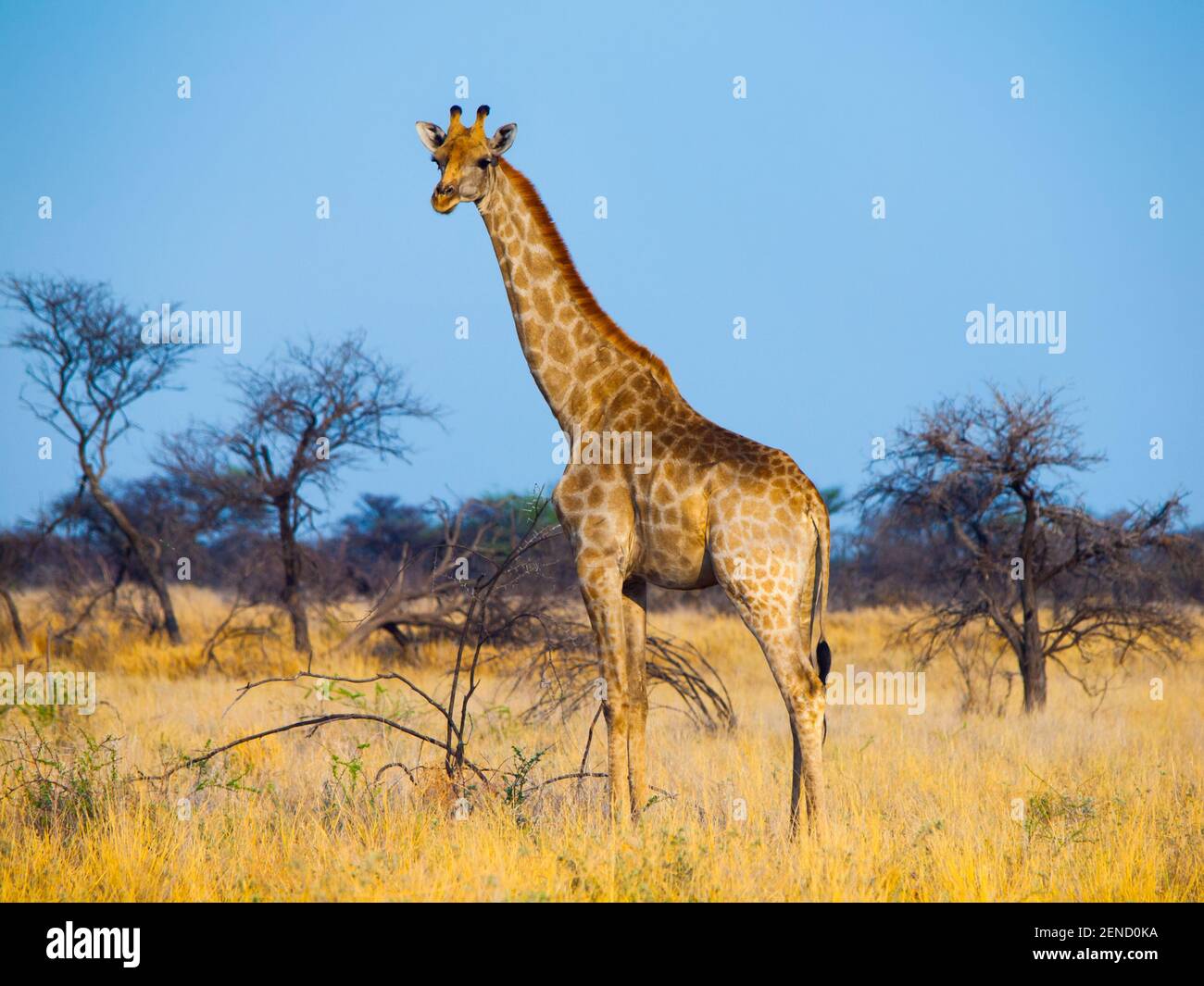 Standing giraffe in savanna Stock Photo