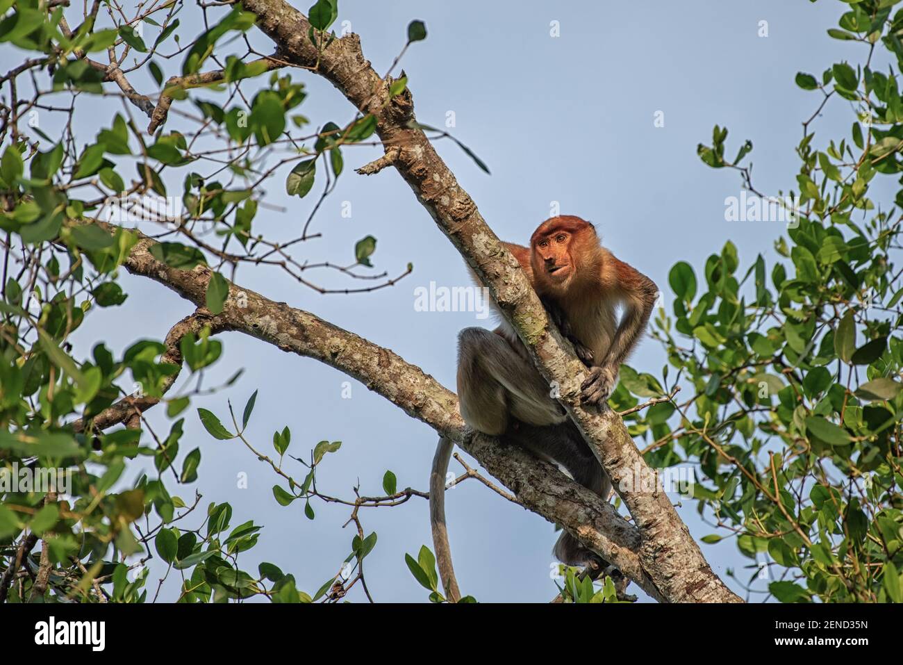 Female Proboscis Monkey Nasalis Larvatus Long Nosed Monkey Dutch Monkey In His Natural Environment In The Rainforest In Borneo Stock Photo Alamy