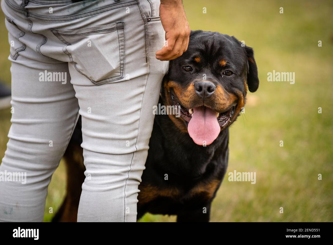 Rottweiler guard store dog in action