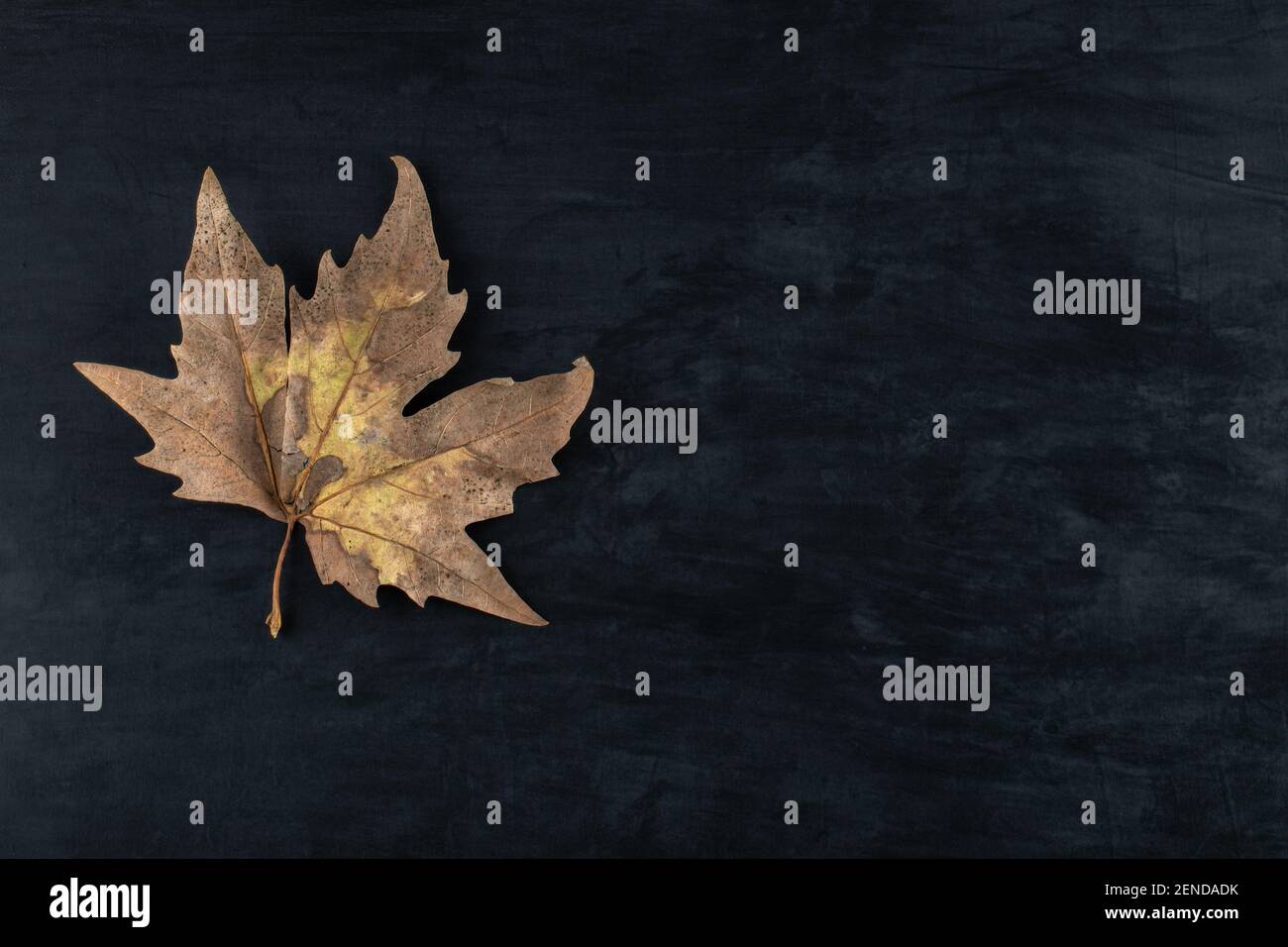 Single dried leaf on black background Stock Photo