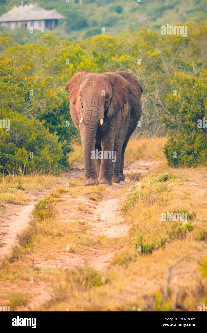 African elephants walking in the Amakhala Game Reserve in south africa, animal Stock Photo