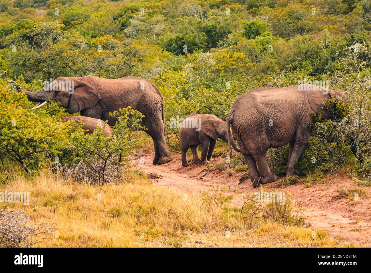 African elephants eating in the Amakhala Game Reserve in south africa, animal Stock Photo