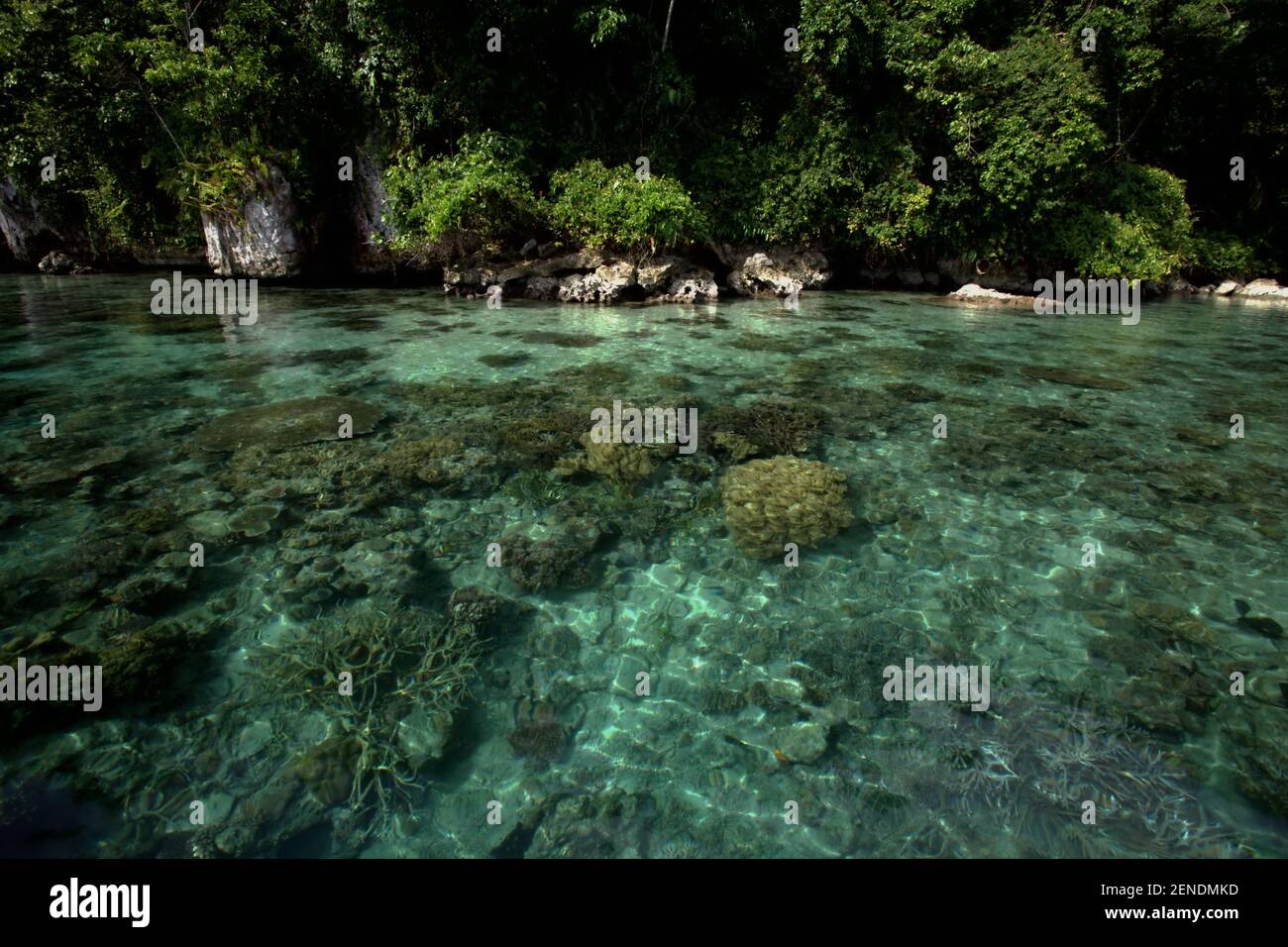 Coral reefs on the bed of coastal water close to a limestone hill called Watu Hupung in Central Maluku, Maluku province, Indonesia. Stock Photo