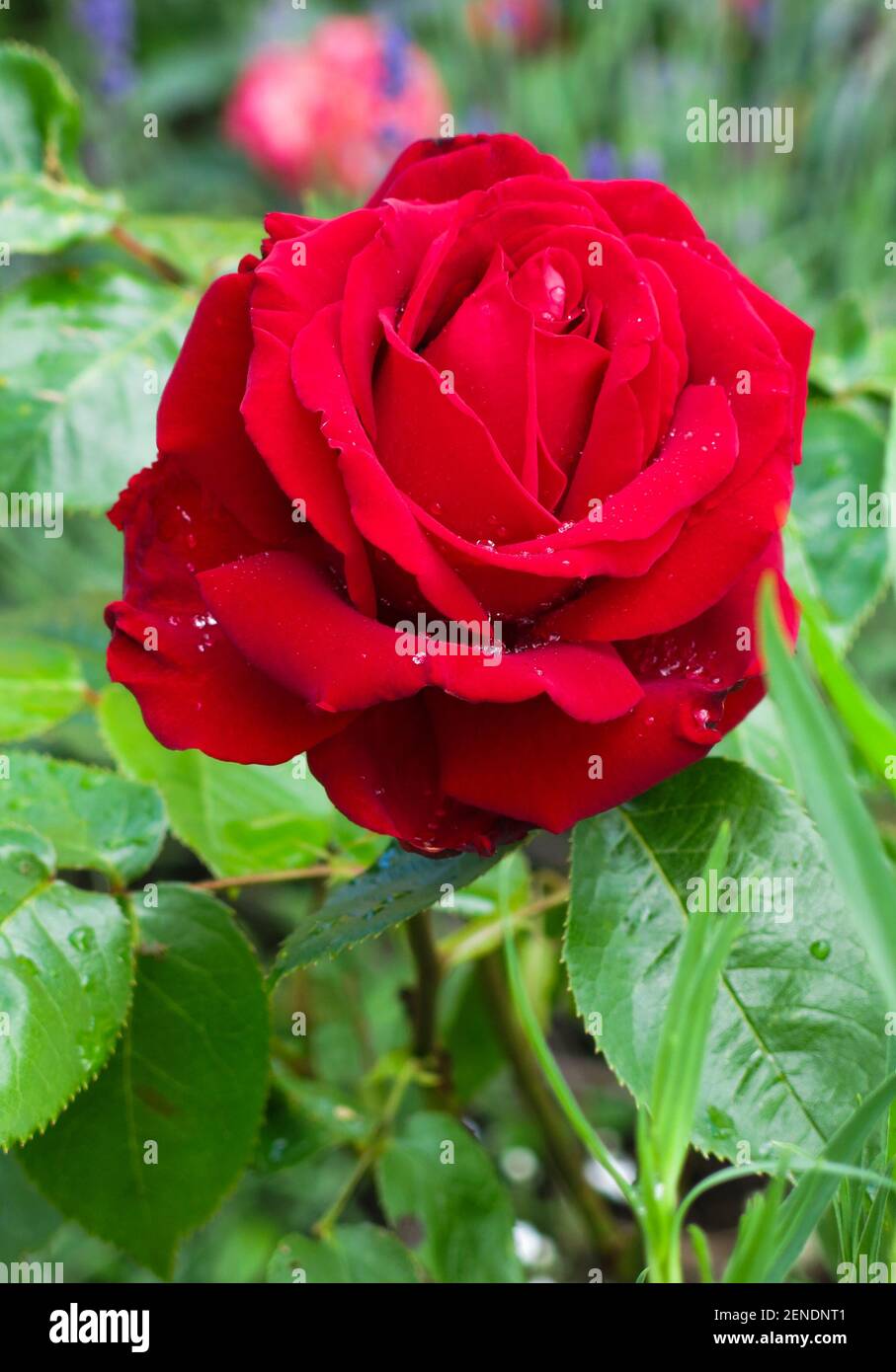 INGRID BERGMAN Red hybrid tea rose named to the honor of the Swedish actress Ingrid Bergman Stock Photo