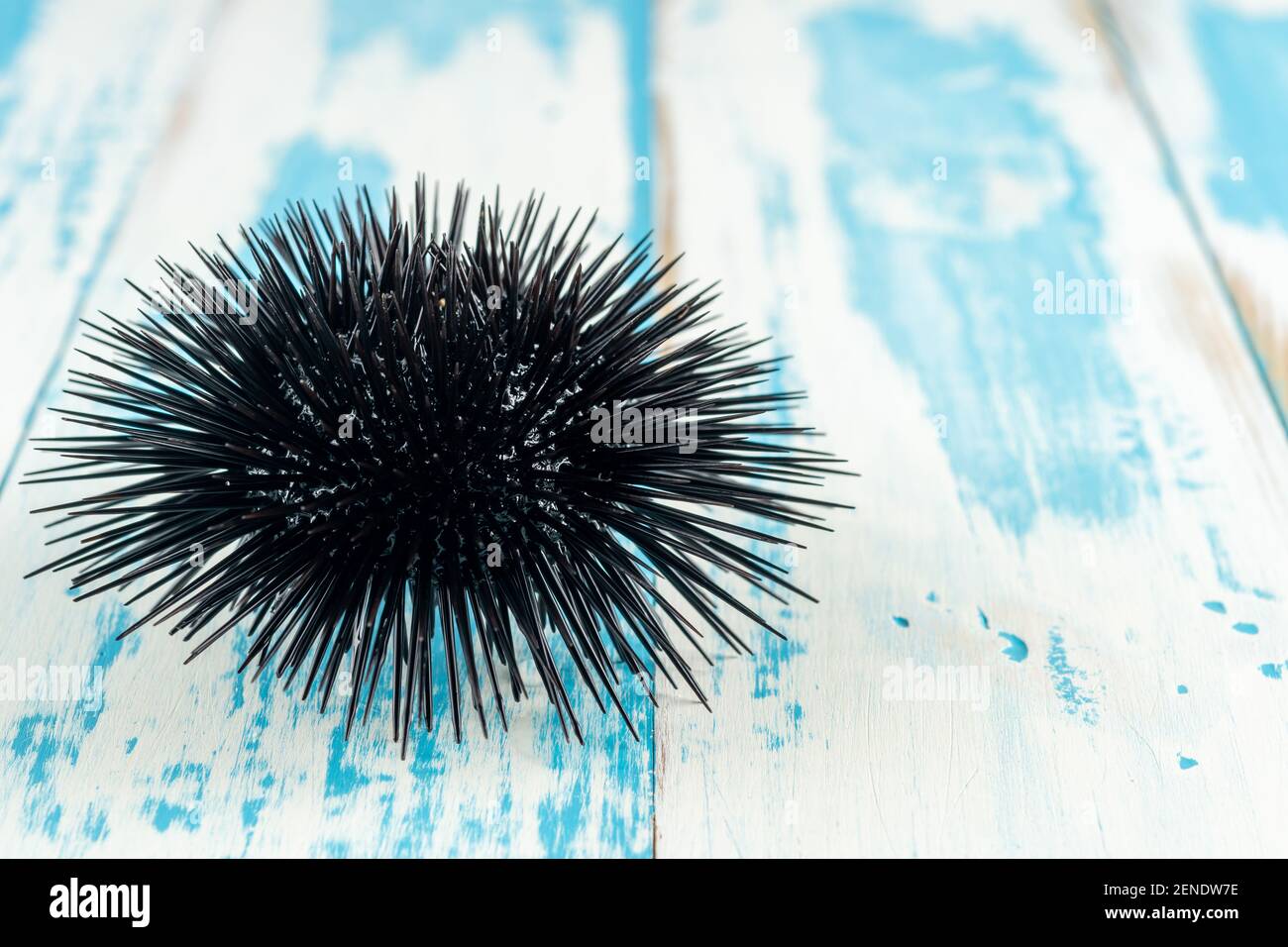 View of sea urchin on wooden background. Stock Photo