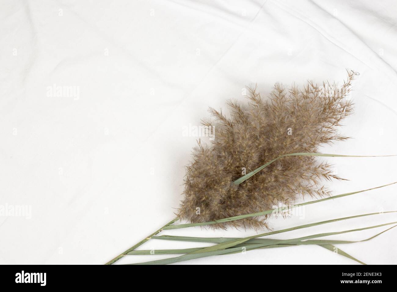 Dry reeds plumes, pampas grass on white cotton fabric background