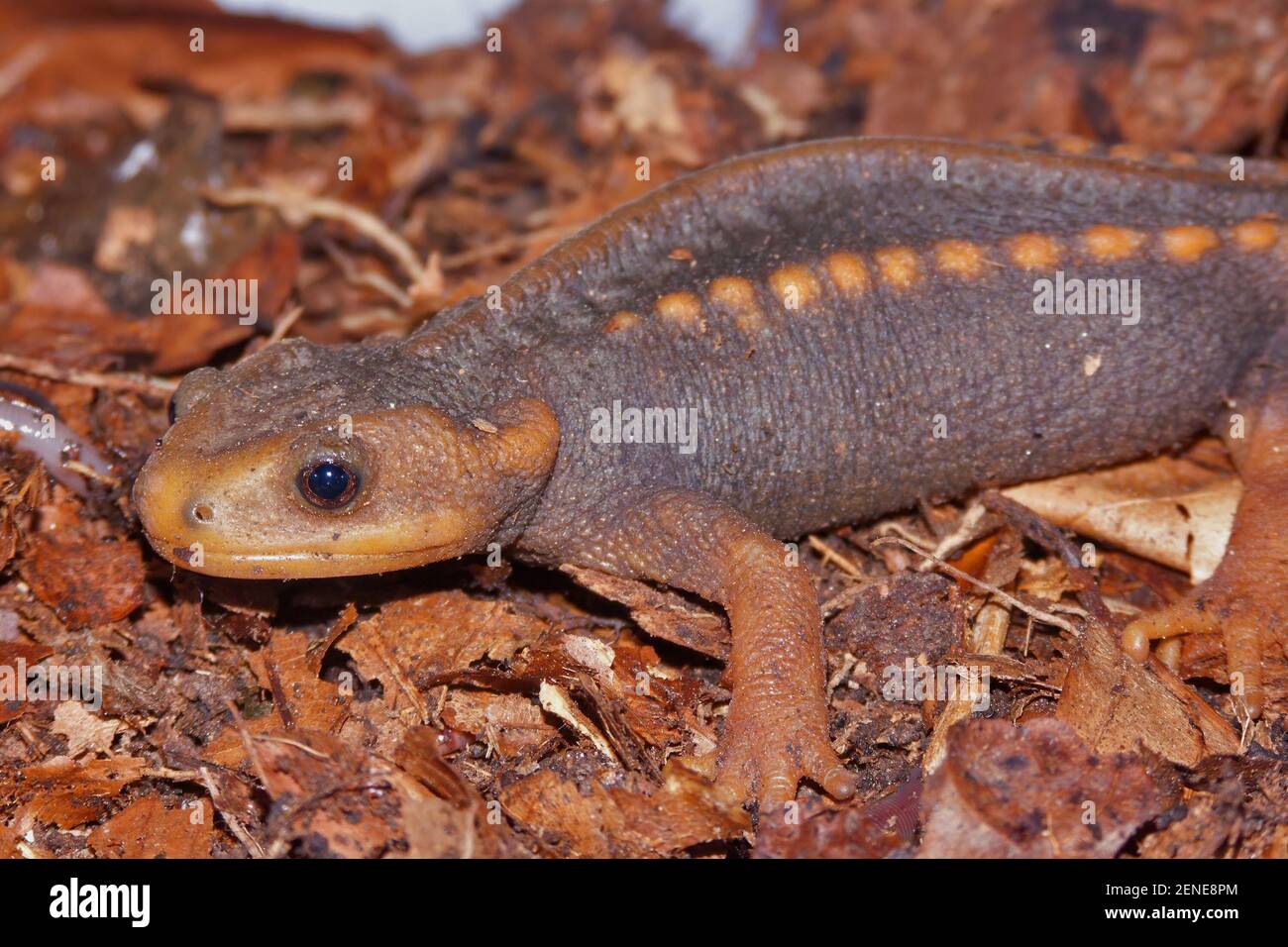 Crocodile newt hi-res stock photography and images - Alamy