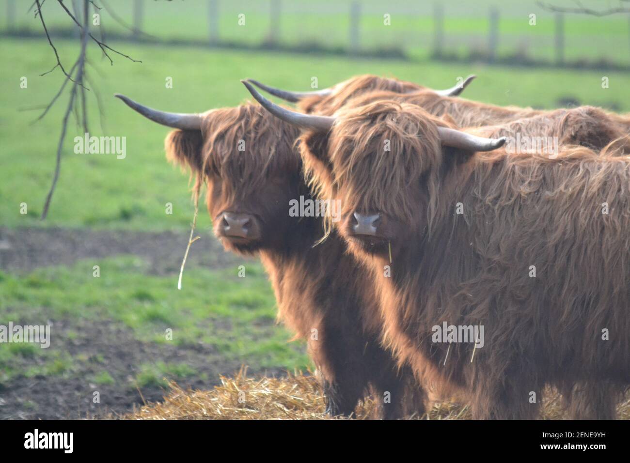 Highland Cattle Standing In A Farmers Field Long Hair Lockdown Hair