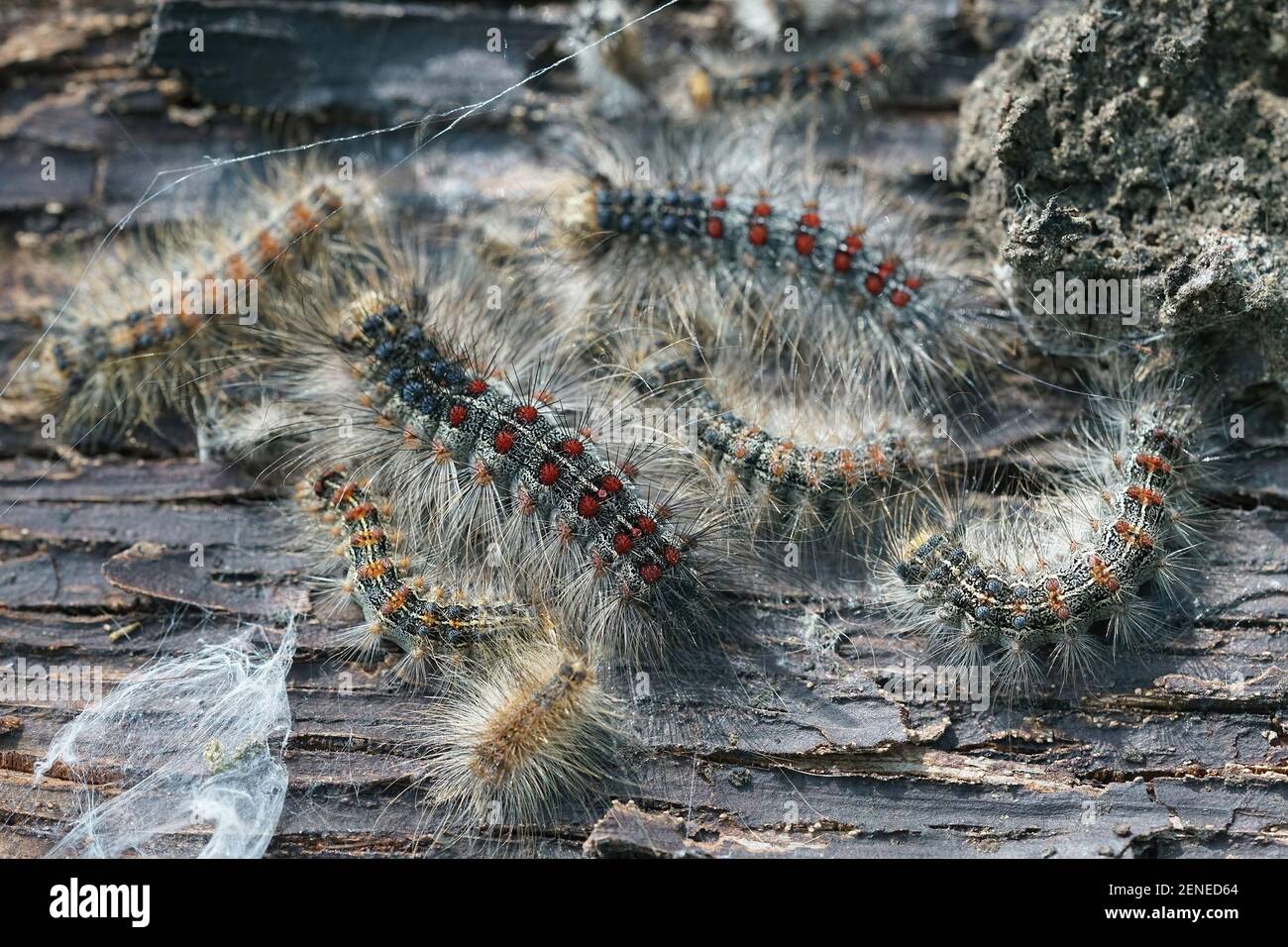 Closeup of caterpillars of the gypsy moth , Lymantria dispar on bark of a tree Stock Photo