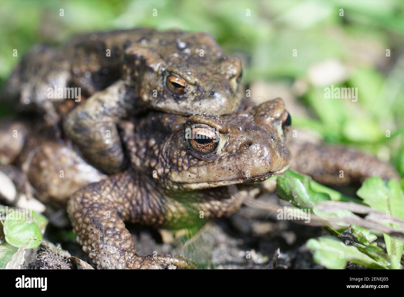 Closeup of a couple of European common toads , Bufo bufo , in amplexus Stock Photo