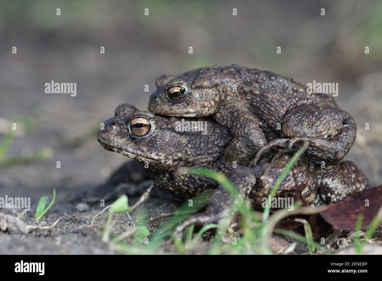 Closeup of a couple of European common toads , Bufo bufo , in amplexus Stock Photo