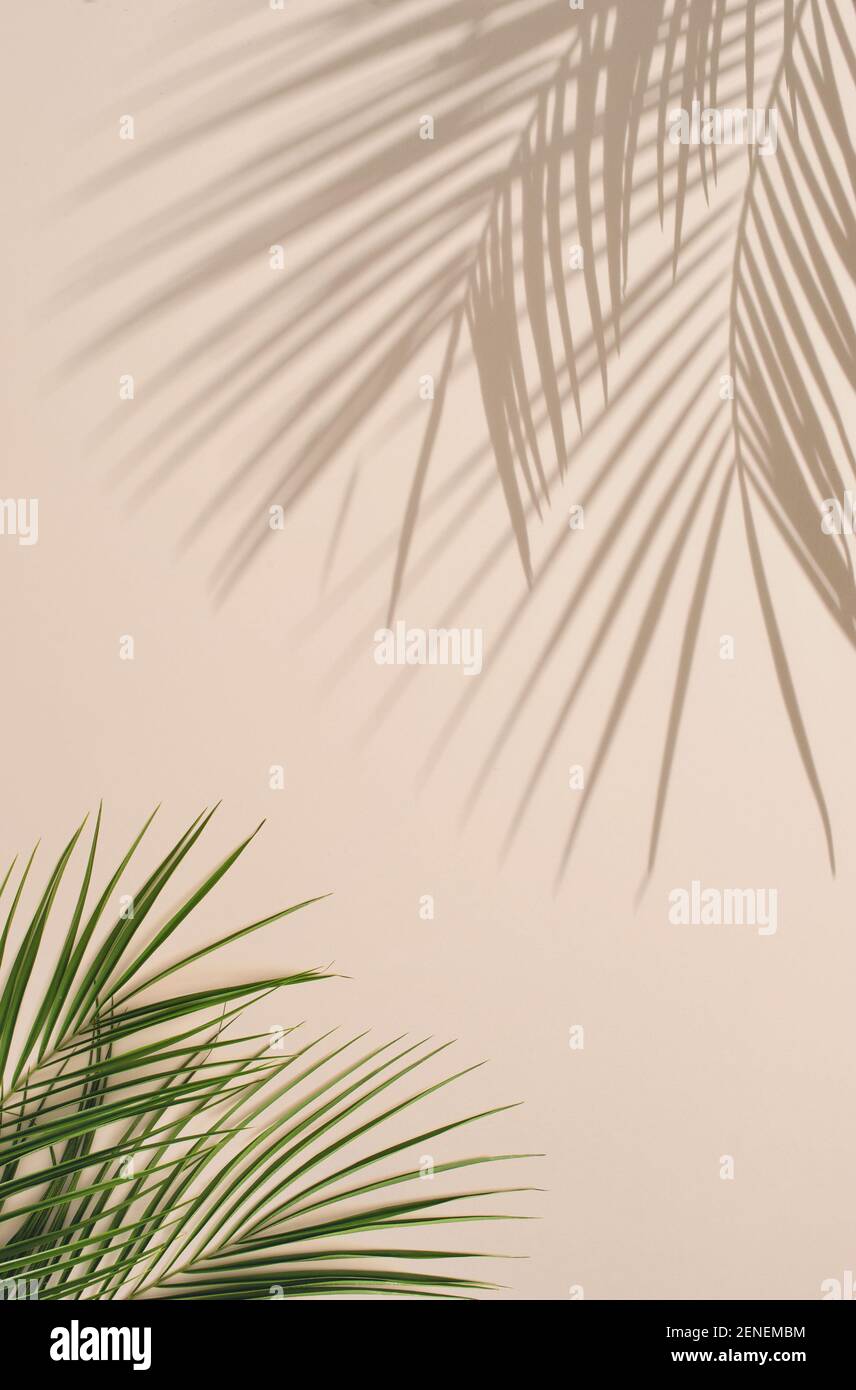 Summer natural color green palm leaves and hard shadows. Tropical background. Minimal summer concept. Stock Photo