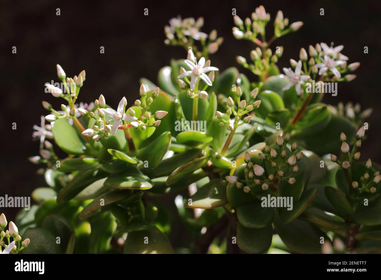 Flowers of Jade plant, Crassula ovata, succulent plant in a garden. Malaga, Spain. Stock Photo